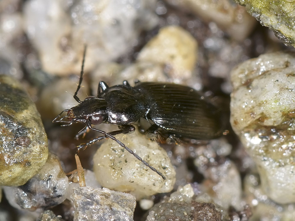 Agonum viduum